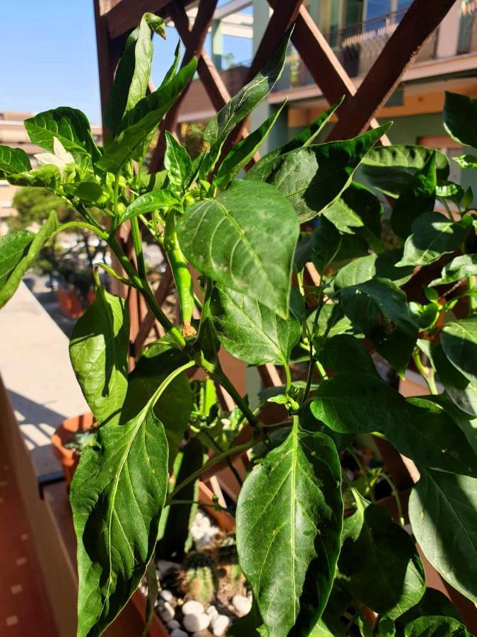 Apartament Euforbia House Lido di Ostia Zewnętrze zdjęcie
